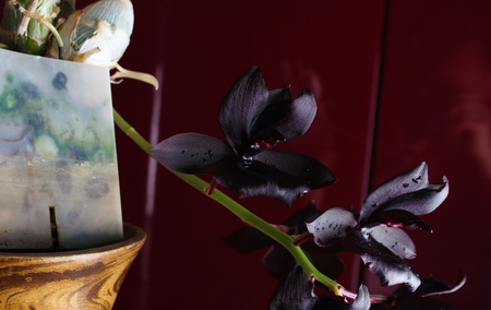 orchid flower dark burgundy red backgroundの写真素材