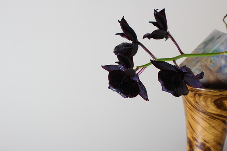 dark black orchid flower on a light backgroundの写真素材