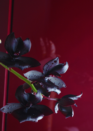 orchid flower dark burgundy red backgroundの写真素材