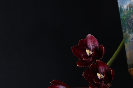 burgundy red orchid on dark black background Fredklarkeara After Darkの写真素材