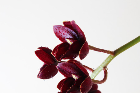 burgundy red orchid on a light background Fredklarkeara After Darkの写真素材
