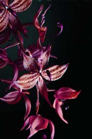 orange orchid on a black backgroundの写真素材
