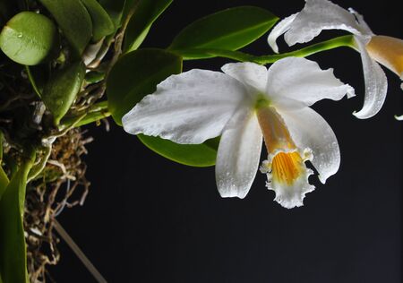 orchid on a black backgroundの写真素材