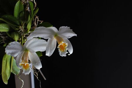 orchid on a black backgroundの写真素材