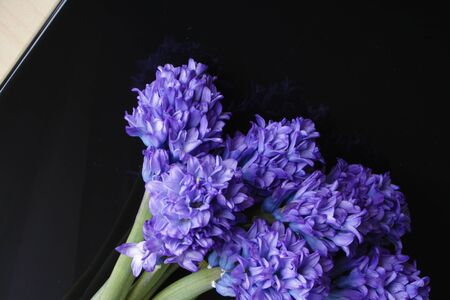 hyacinth blue flowers on a black backgroundの写真素材