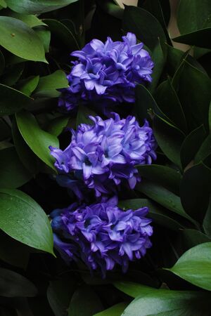 blue hyacinth flowers backgroundの写真素材