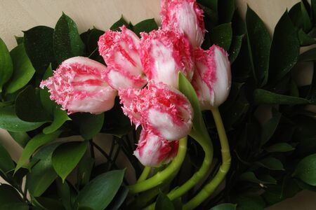 tulip bouquet background flowersの写真素材