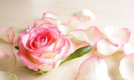 background flowers rose bud abstractionの写真素材