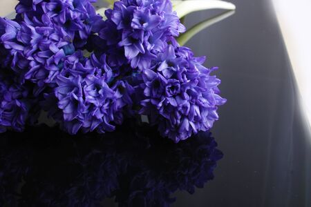 hyacinth blue flowers on a black backgroundの写真素材