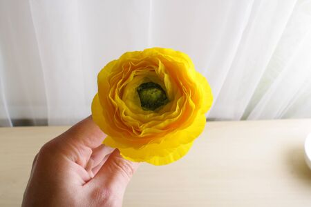 ranunculus yellow flowers background