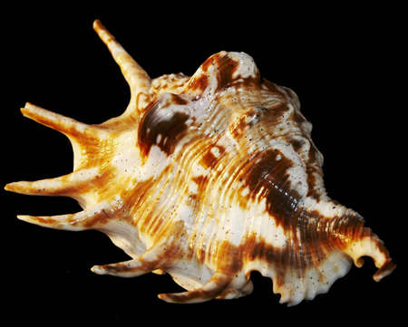 nice isolated sea shell with black backgroundの写真素材