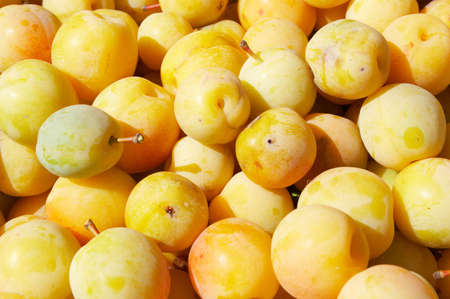 big heap of fresh yellow plums with graftsの写真素材