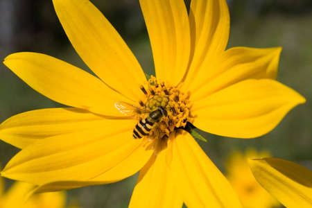 close-up photo of bee fertilizing big yellow flower. Poster-like picture.の写真素材