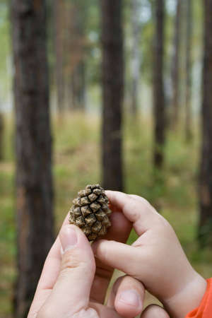 photo of father giving pine cone to child. There only hands and cone are visibleの写真素材