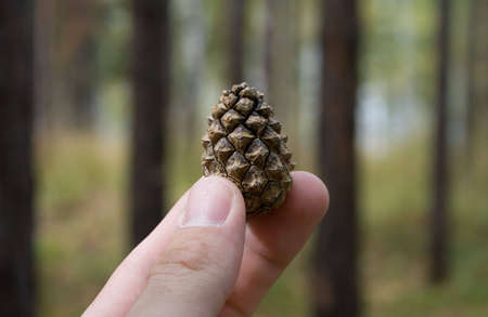 Photo of pine cone in human hand with pine forest on the background.の写真素材