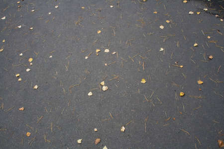 texture of asphault with leaves and pine needlesの写真素材