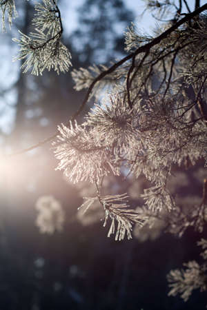 Branches of pine covered with rime.の写真素材