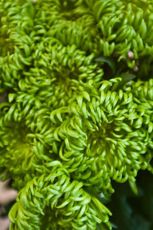 flower background with green astersの写真素材