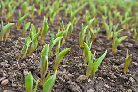 close-up of field with  small planting of flowersの写真素材