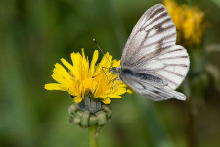 photo of butterfly pollinating yellow dandelion and drinking nectarの写真素材
