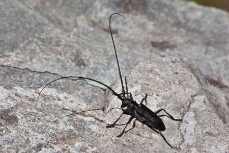 Close up photo of big black bug warming at the sunの写真素材