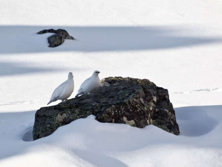 Photo of wild ptarmigans somewhere in Sayan Mountainsの写真素材