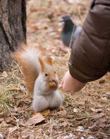 photo of human hand with food for hungry red squirrelの写真素材