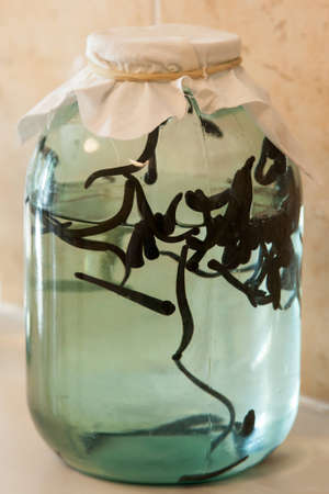 photo of closed jar with many leeches ready for hirudotherapyの写真素材