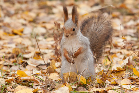 photo of gray squirrel in fallen leavesの写真素材