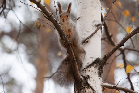 photo of gray squirrel sitting on the birchの写真素材