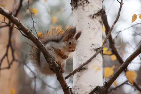 photo of gray squirrel sitting on the birchの写真素材