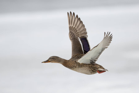 photo of female duck in flightの写真素材