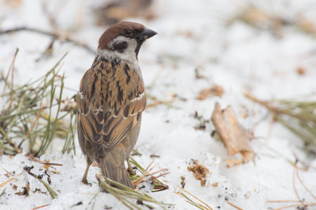 closeup photo of forest sparrow walking on snowの写真素材