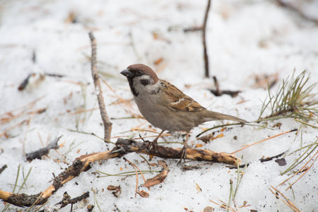closeup photo of forest sparrow walking on snowの写真素材