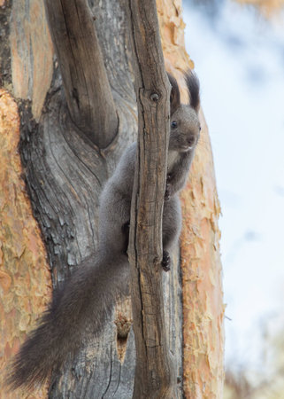 photo of squirrel looking with curiosityの写真素材