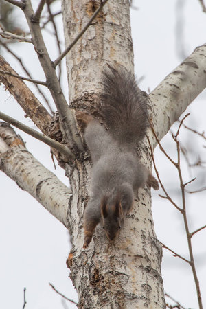 photo of squirrel looking with curiosityの写真素材