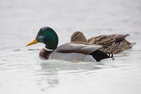 photo of pair of ducks. There is visible reflection of ducks in the waterの写真素材