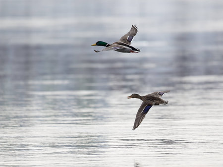 photo of pair of flying ducks. Drake is in upper position.の写真素材