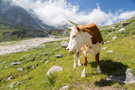 photo of beautiful cow grazing at alpine meadowsの写真素材