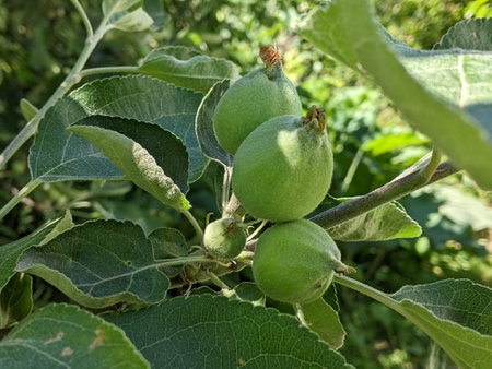 Green unripe apples growing on apple tree branch in orchard