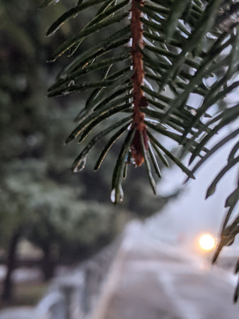 Fir tree branch with raindrops on the background of the road