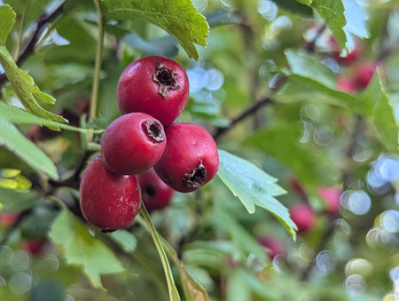 Hawthorn berries on a branch in autumn, close-up