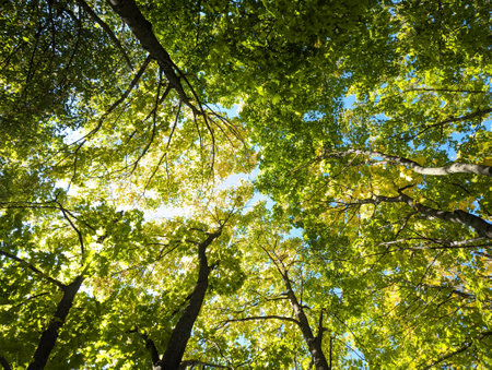 forest trees view from below into the sky. nature green wood sunlight backgrounds
