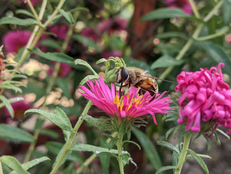 Bee on a pink flower in the garden, bee pollinates flower