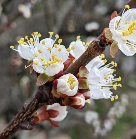 Apricot blossom in spring, close-up view.