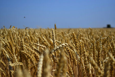 Wheat field with blue sky in the background. Rural landscape.の写真素材