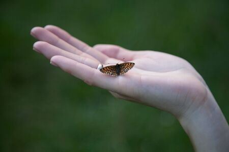 The butterfly sitting on a female hand background of  grassの写真素材