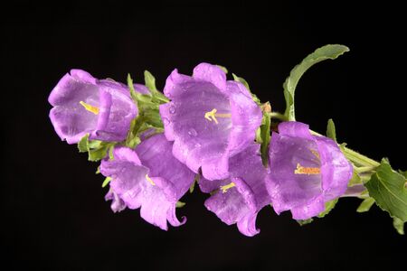 Violet campanula with water drops on a black backgroundの写真素材