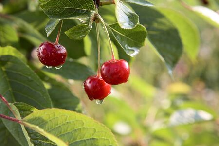 Red cherries on a tree with water dropsの写真素材