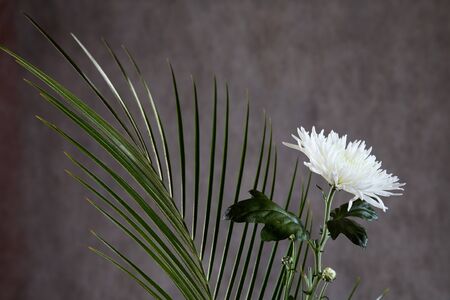 Flower of an aster with leaves on a dark grey backgroundの写真素材